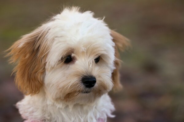 The sad look of a cute dog