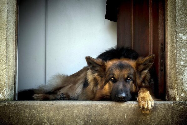 Dog friend Shepherd guard