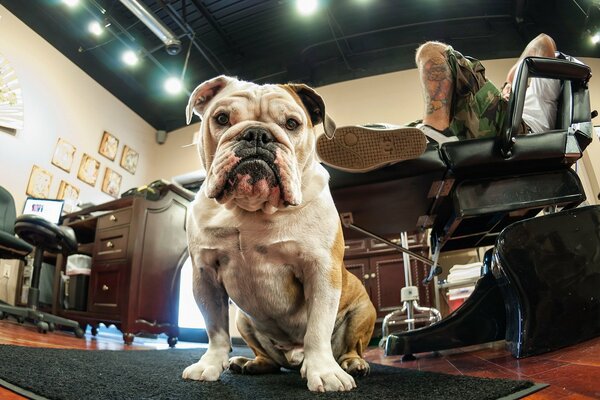 The dog is in the office. Man s friend