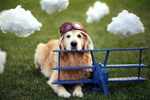 Un cane con l elmetto volerà su un aereo