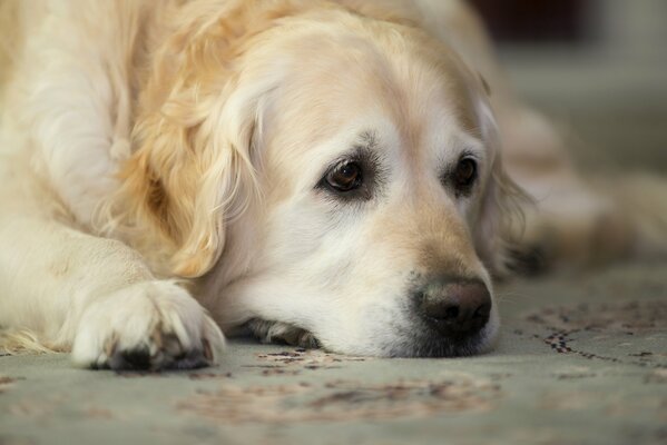 Golden Retriever attend son maître