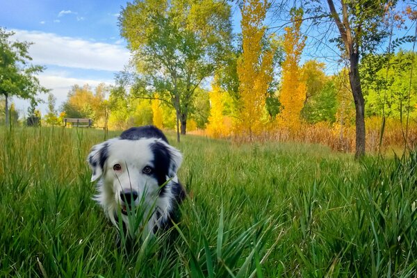 Chien tacheté dans l herbe verte