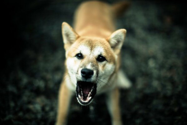 A watchdog guards his house