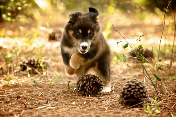 A puppy in nature plays with cones