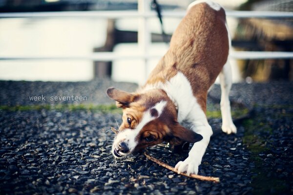 Cane che gioca con un bastone in strada