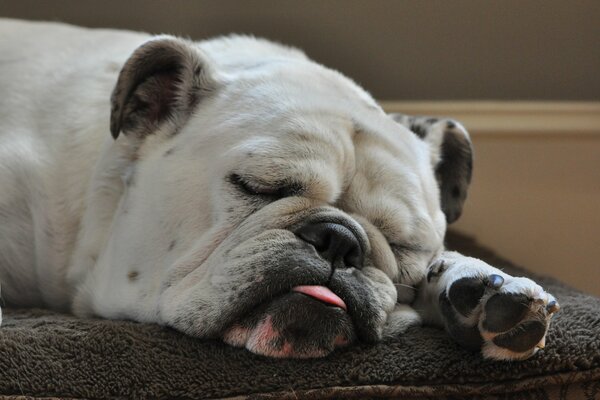 Il bulldog dorme con la lingua sporgente