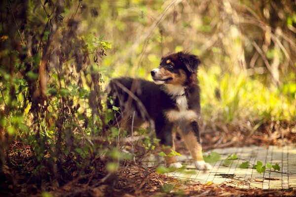 A little puppy in the summer forest