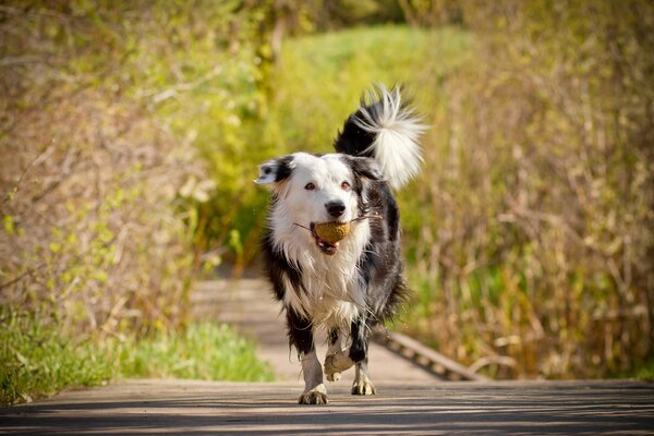 A dog with a ball in his teeth runs down the alley