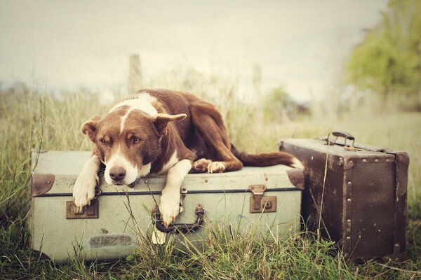 Hund nach liegt auf dem Koffer