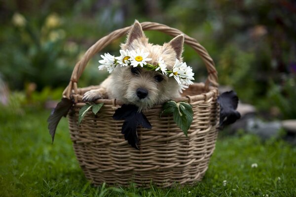 A dog with a wreath of flowers on his head is sitting in a basket