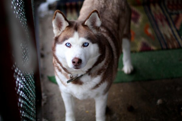 The blue eyes of a devoted dog