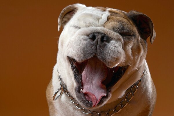 A bulldog in a great mood smiles at the camera