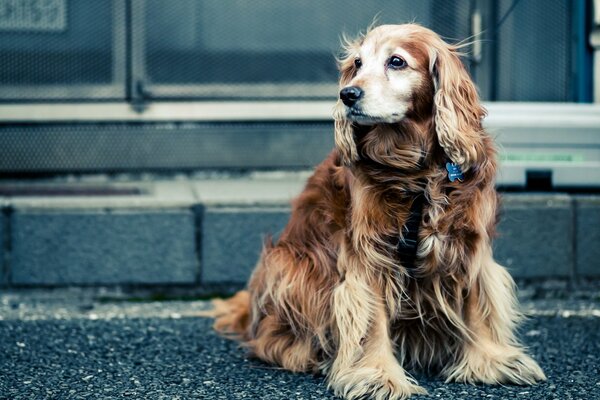 The dog studies the street and catches people s eyes