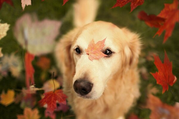 Herbstblätter fallen auf das flauschige Fell eines Hundes