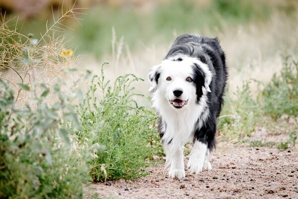 En el campo, el perro corre sobre la hierba