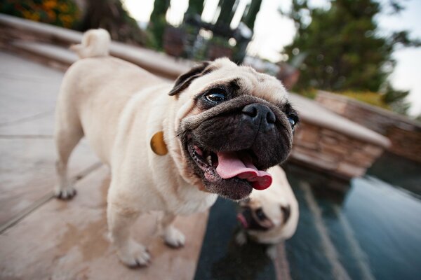 Dog. Puppy and tongue. Pug