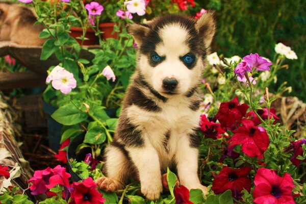 Welpe in Blumen mit bösen blauen Augen