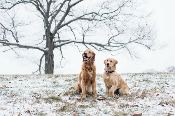 Deux chiens sur un champ enneigé