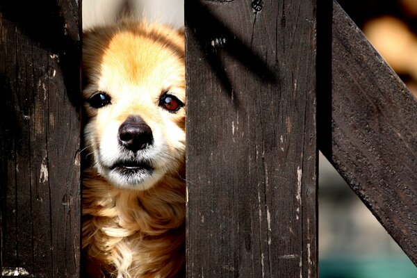 Il cucciolo fa capolino dal recinto all esterno