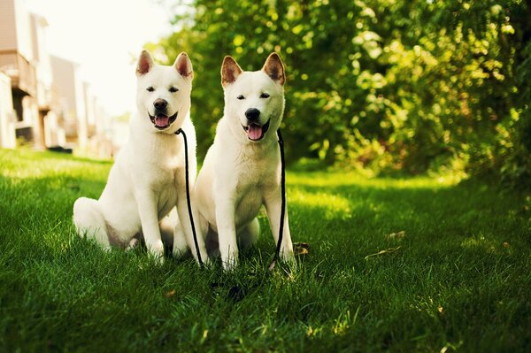 Two white dogs are sitting on the green grass