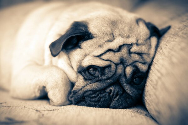 Pug triste sdraiato sul divano