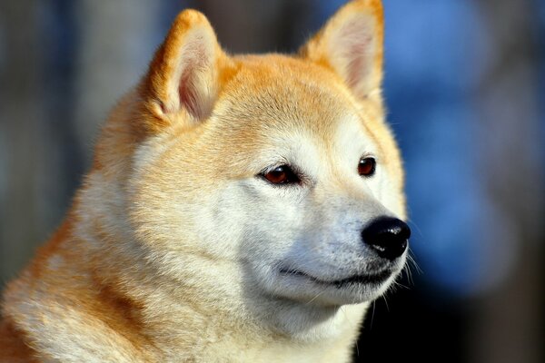 Perro amigo del hombre