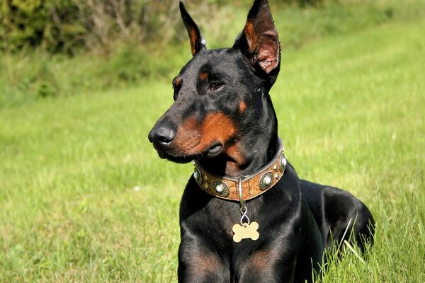 Doberman in the tall grass waiting