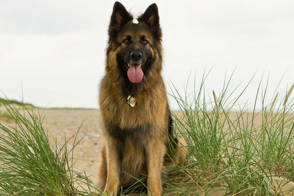Schäferhund sitzt am Flussufer