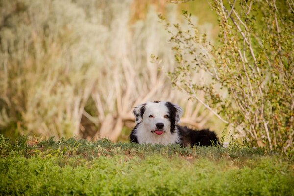 Chien couché sur l herbe verte