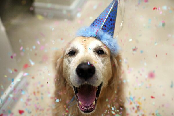 A dog in a hat. Man s friend