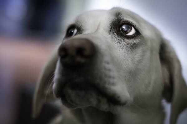 The dog s devoted look at the owner