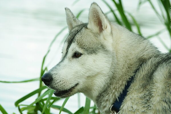 Husky na tle morza
