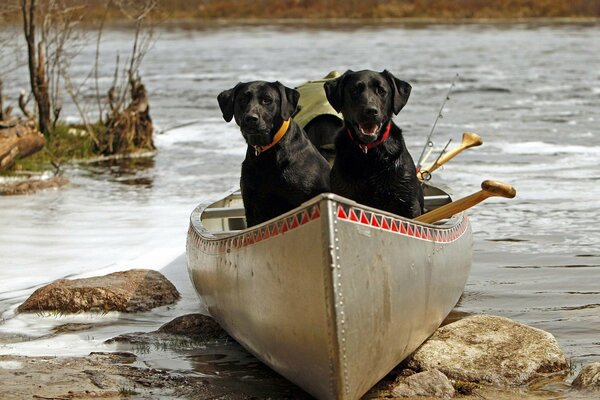 Deux chiens dans un bateau au bord de la rivière