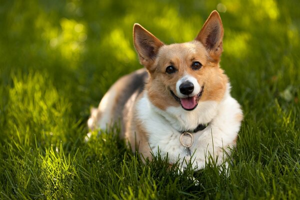 A dog with a cheerful look on the grass
