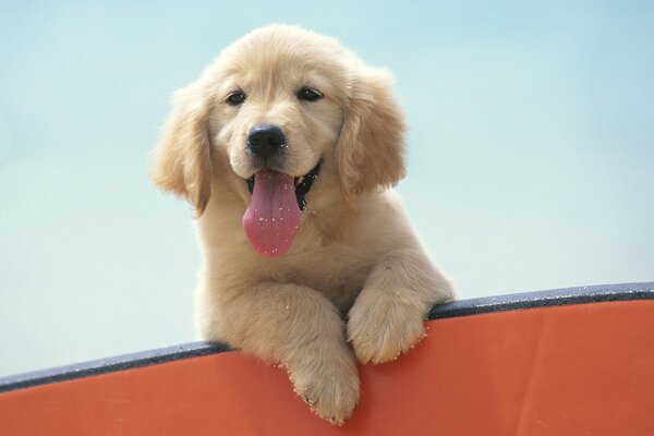 Cachorro de Labrador. Buen humor