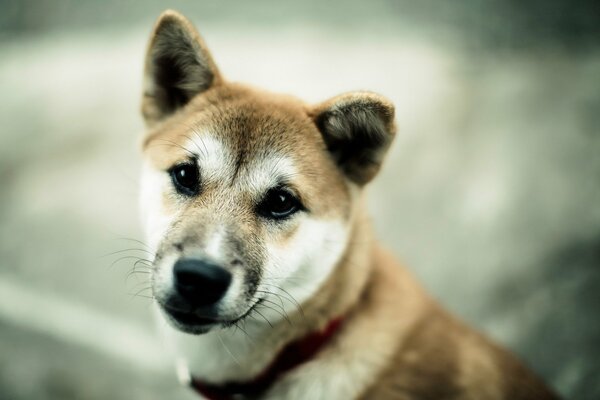 Le regard du chien. Avec collier rouge