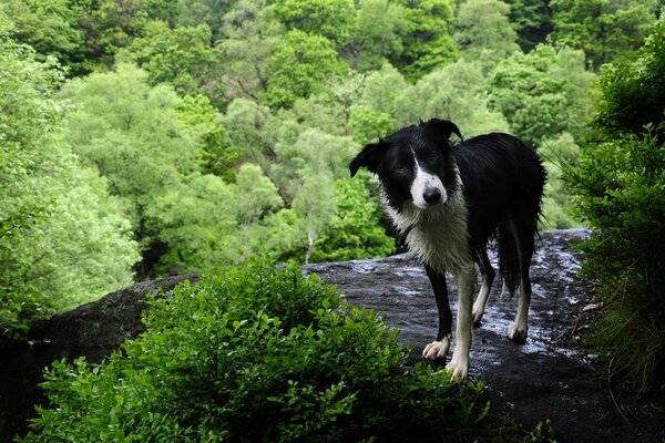 Ein schwarzweißer Hund im Wald am Bach