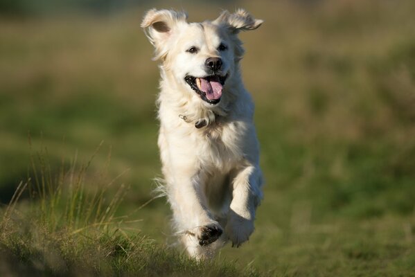 Der Hund läuft mit einer zufriedenen Schnauze über das Feld
