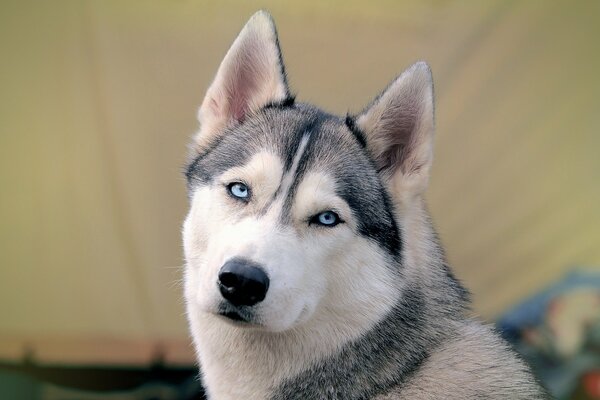 A husky with blue eyes and a black nose