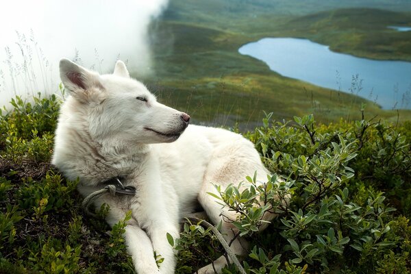 Cane bianco nell erba sullo sfondo del Lago