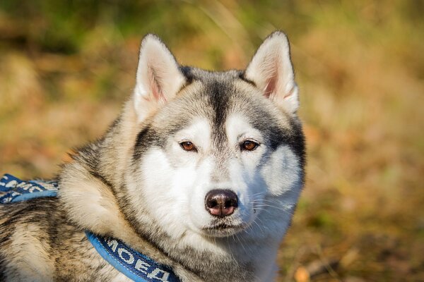 Hund Malamute ist ein sehr schöner Freund des Menschen