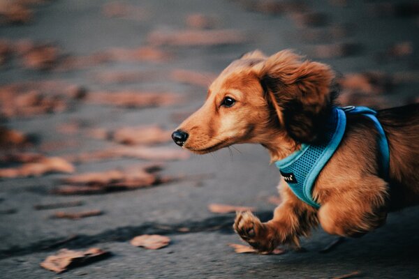 Dachshund pelirroja corriendo por la calle