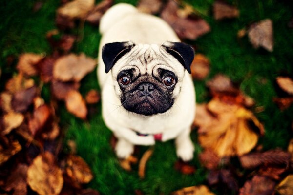 Mops auf Blatthintergrund