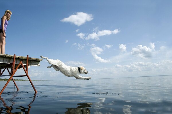 Chien sautant dans l eau du pont