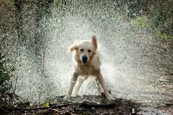 Hund in Wassertropfen