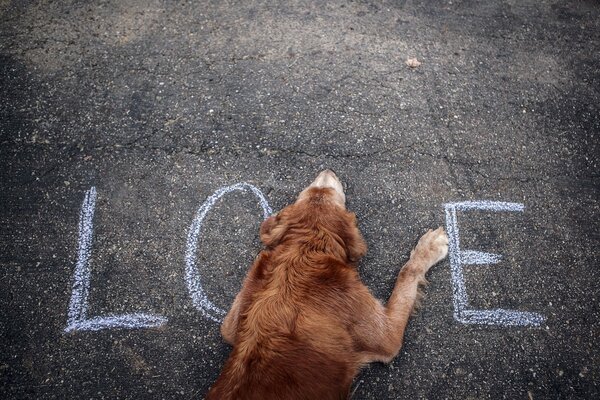 Cane sdraiato sull asfalto