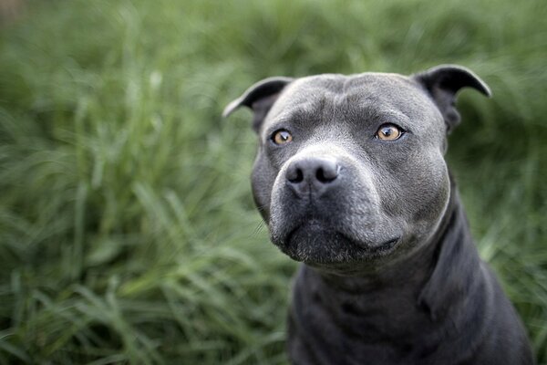 The gray dog is looking carefully