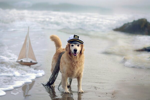 Coraggioso cane da marinaio sulla riva