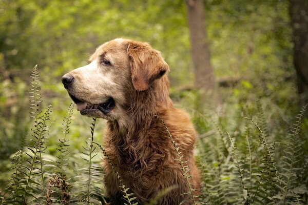 Hund im Wald. Allein mit der Natur