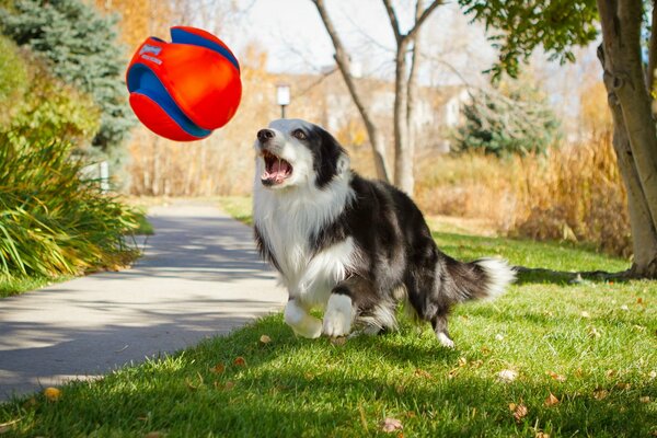 Black and white dog playing with a ball